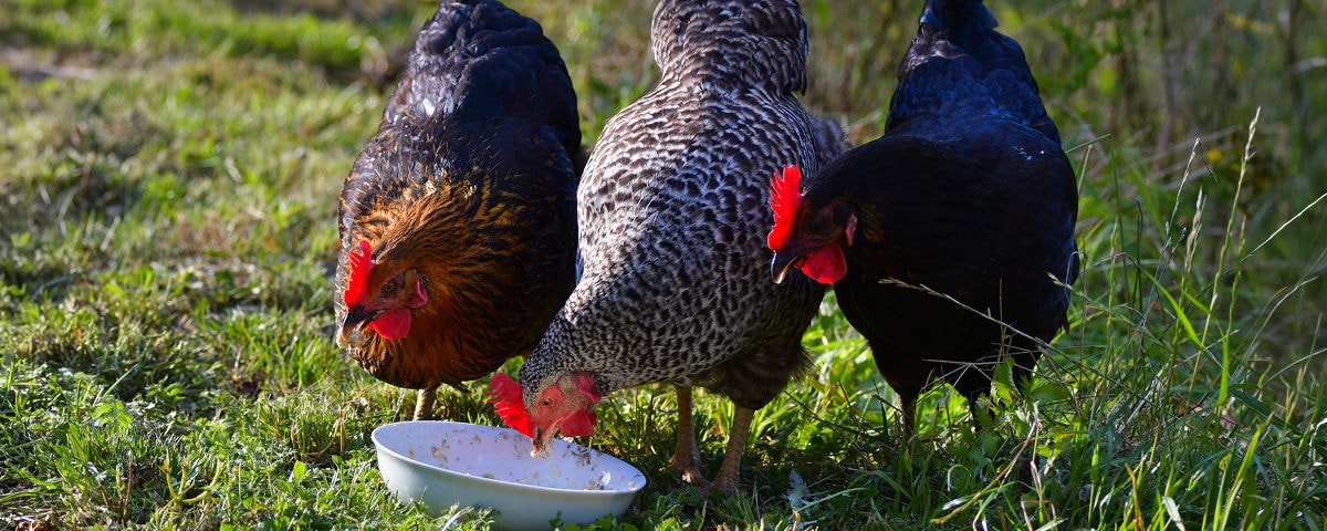 Chouchoutez vos poules avec de délicieuses recettes homemade