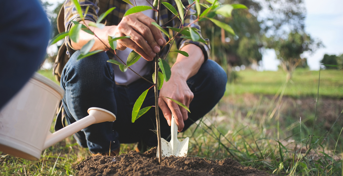 Wat te doen in de tuin: september