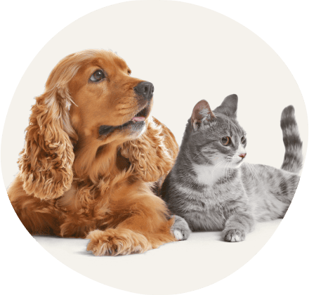 Card Hond & kat