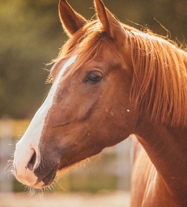 Paard