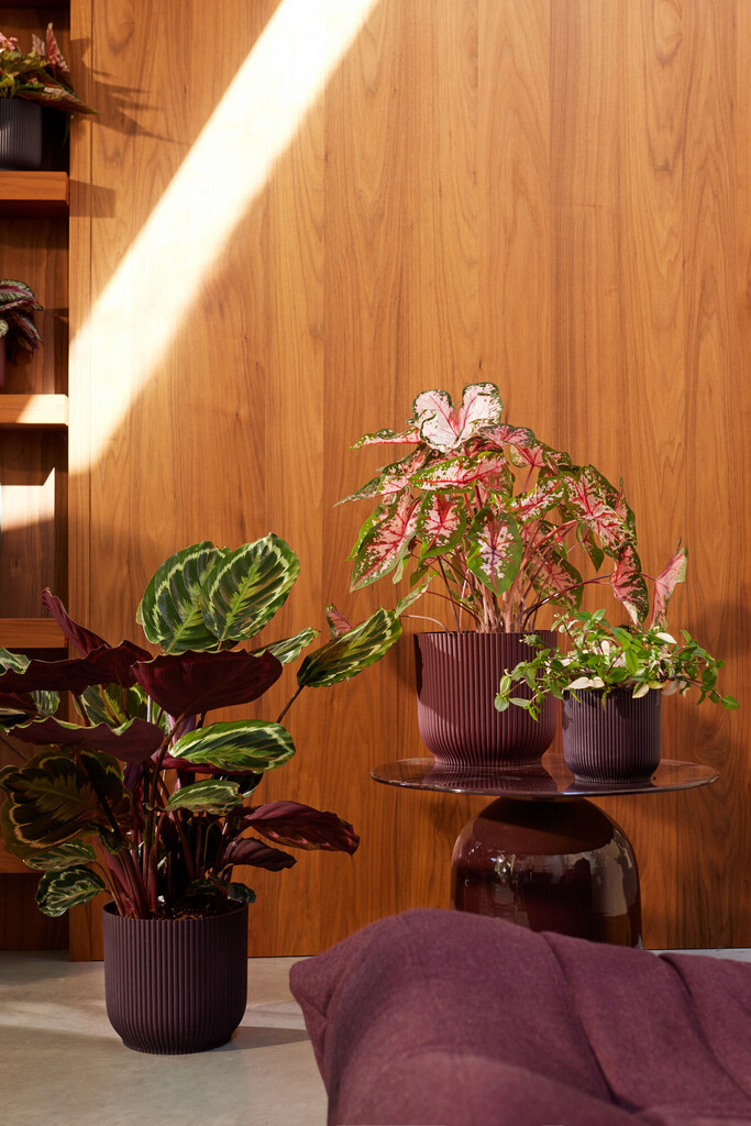 The Winery Collection Rond 16cm violet foncé