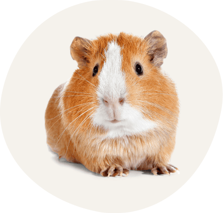 Card Cavia’s