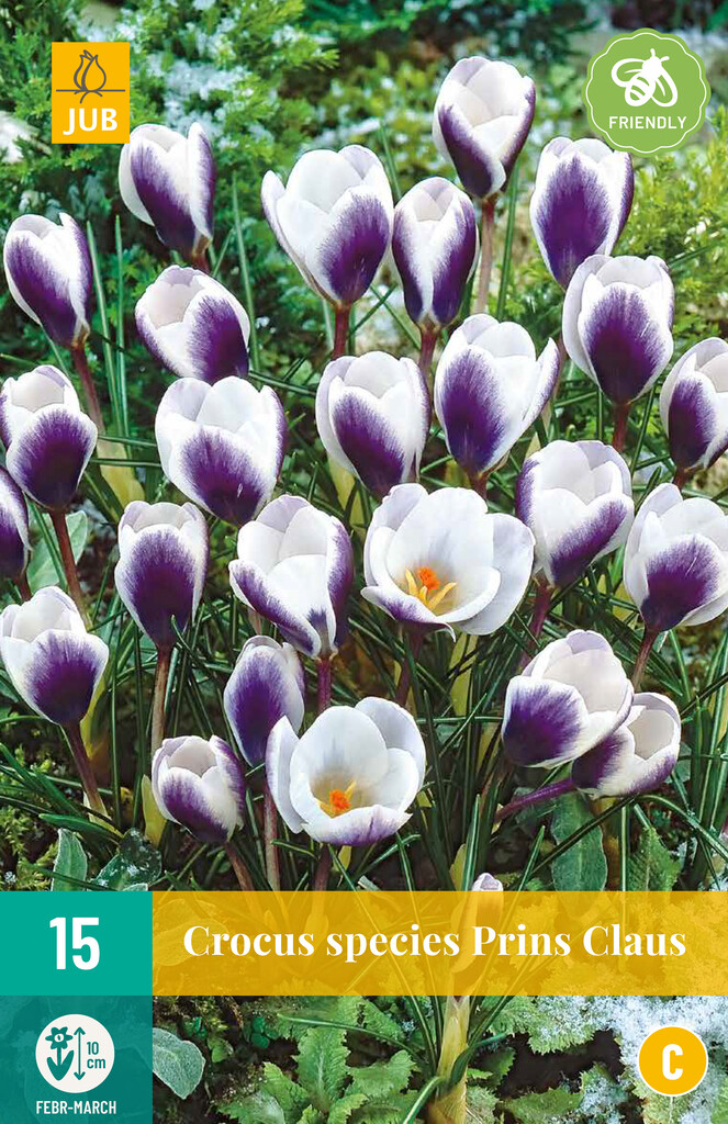 X 15 Crocus Prins Claus