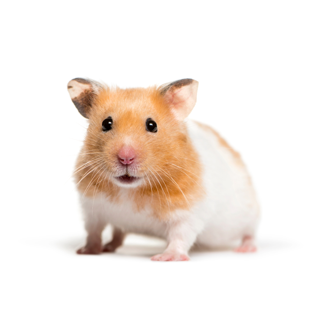 hamster