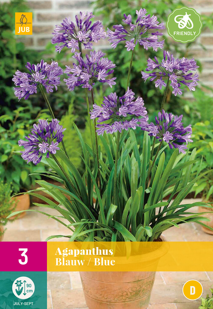 X3 Agapanthus blauw