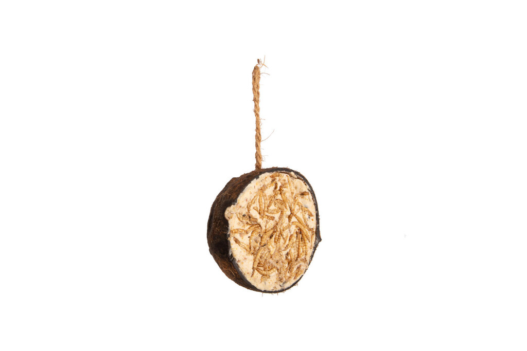 Demi-noix de coco vers de farine