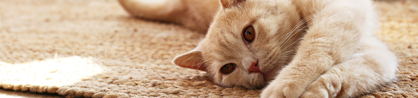 Vlooien bij katten Vlooien bij katten
