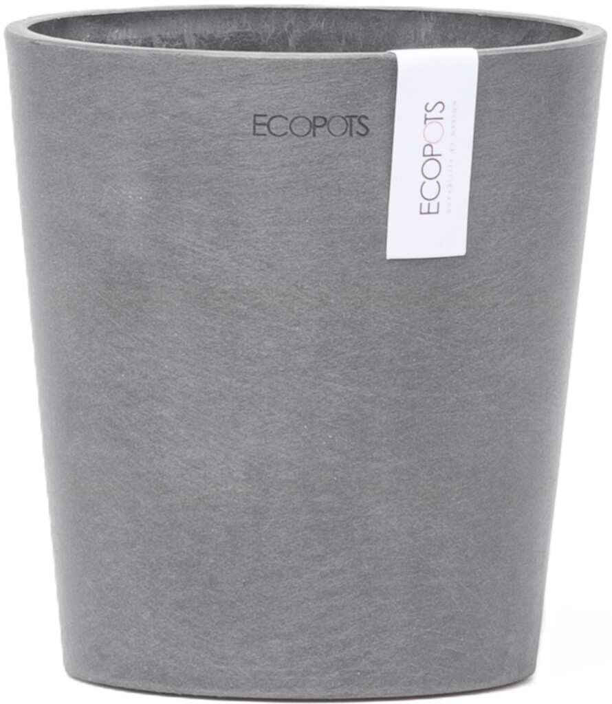 Morinda Orchid 14 Grey