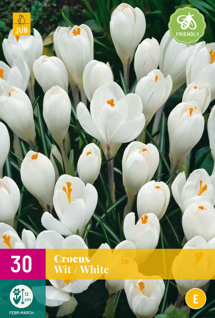 X 30 Crocus Wit