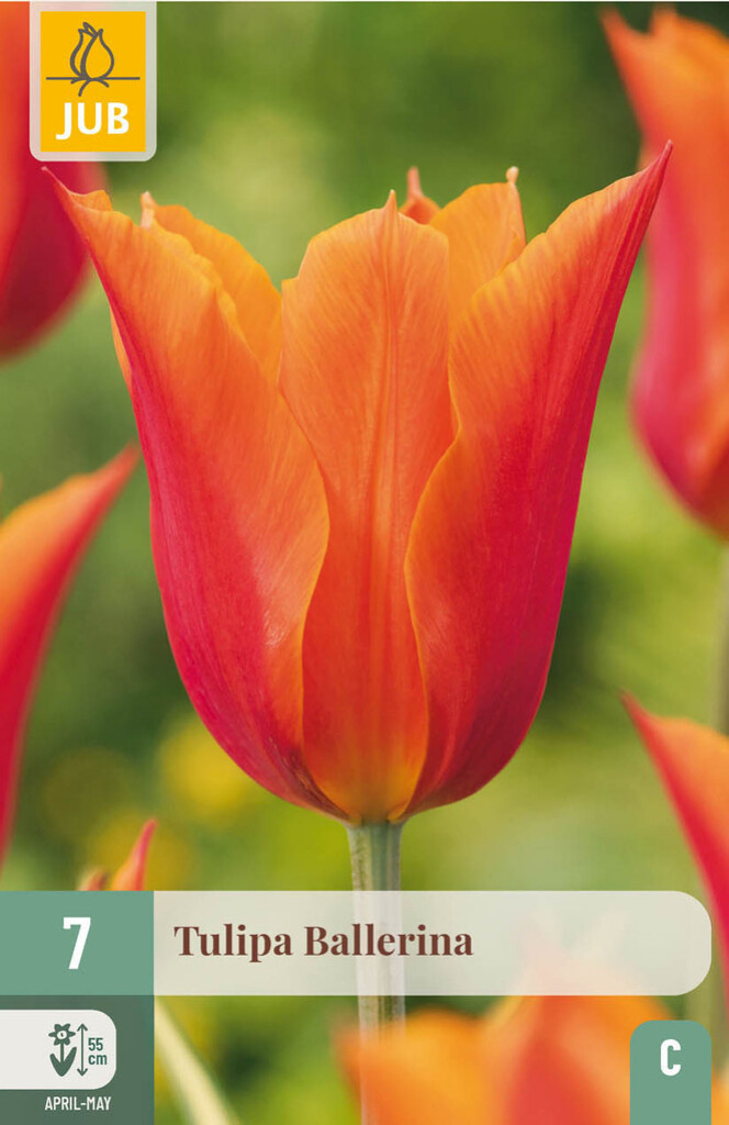 X7 Tulipa Ballerina 11/12
