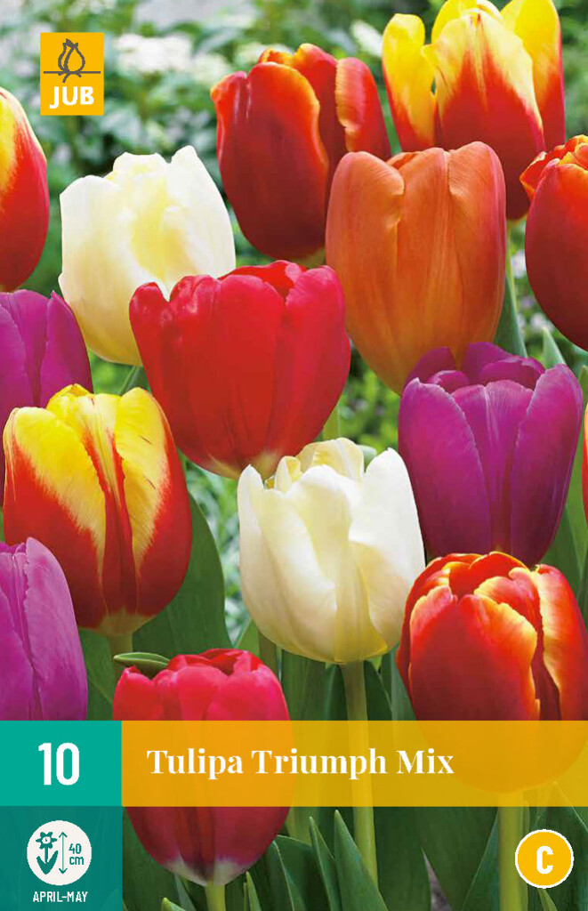 Tulipa Triumph Mix