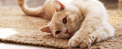Puces chez mon chat