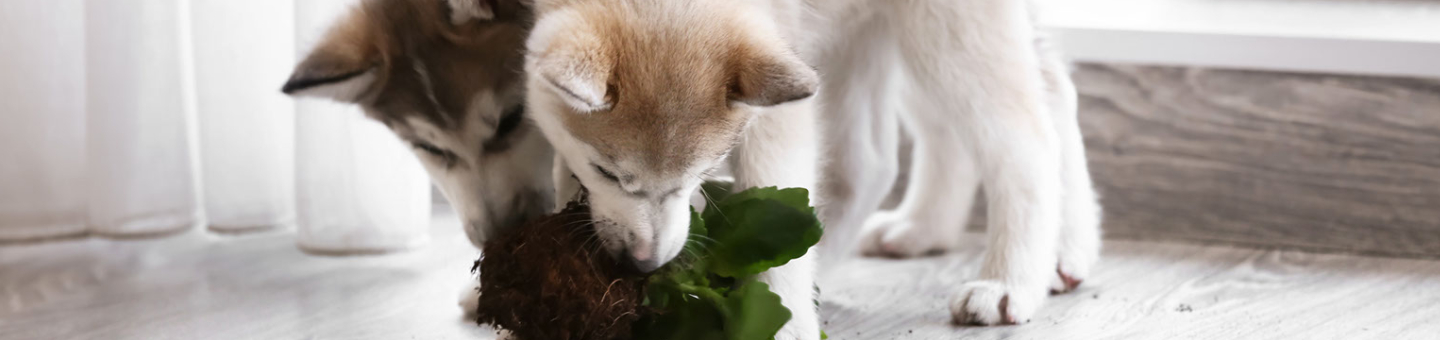 Gevaarlijk voedsel voor hond