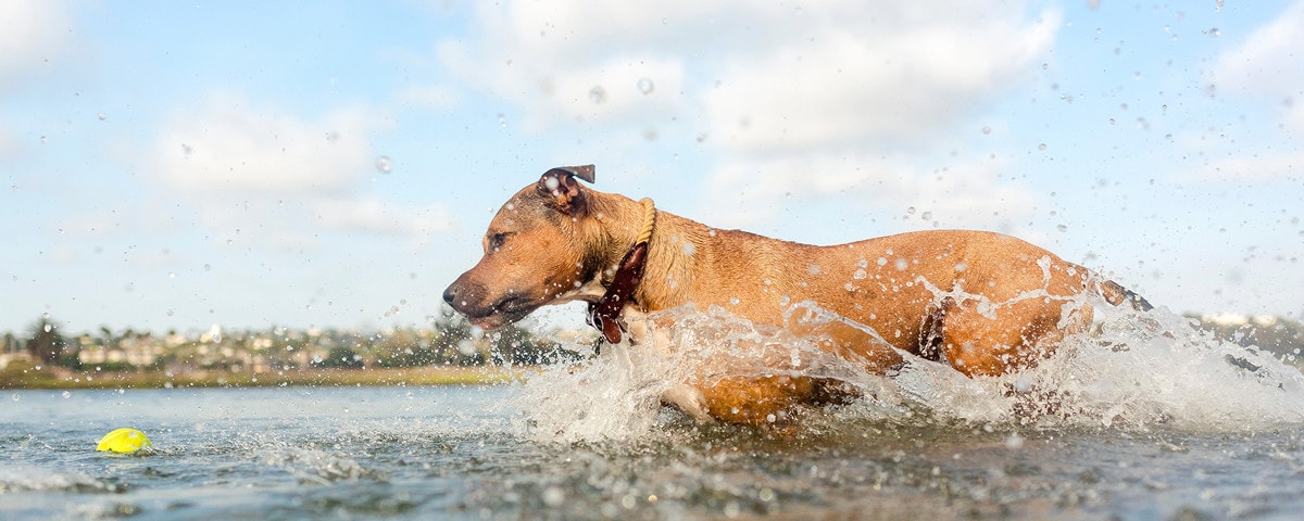 hond spelen in het water