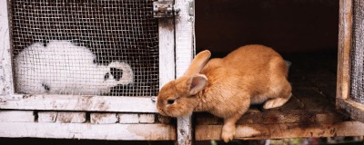 Acheter une cage pour lapins Acheter une cage pour lapins