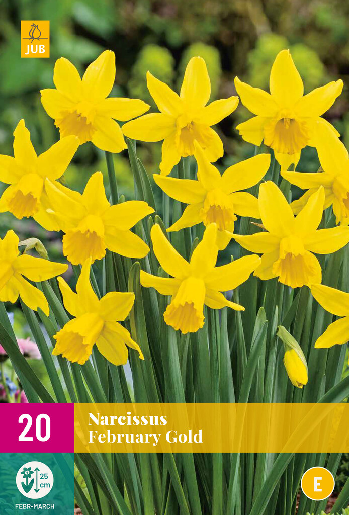 X 20 Narcissus February Gold