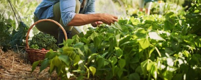 L’environnement idéal pour les herbes aromatiques