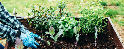 Le potager au mètre carré  