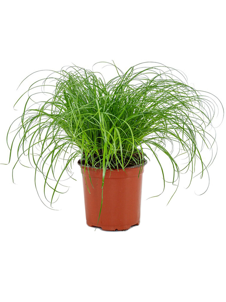Cyperus Zumula kattengras P12 Cyperus Zumula kattengras P12