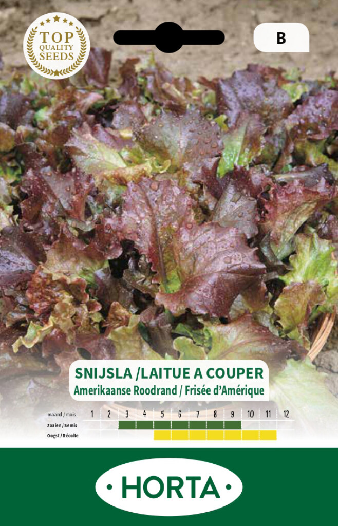 Laitue à couper Frisée d'Amérique Laitue à couper Frisée d'Amérique