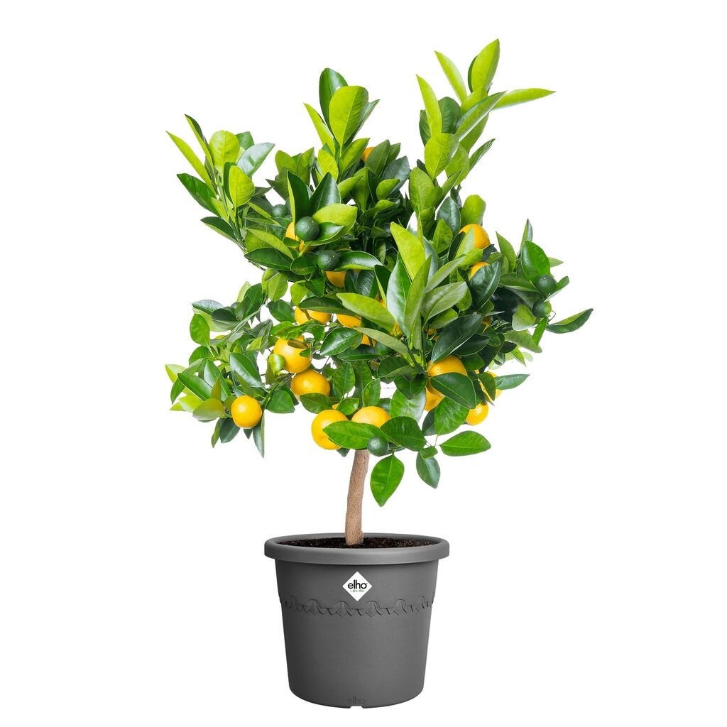 Pot de fleurs Algarve Cilindro 30cm anthracite