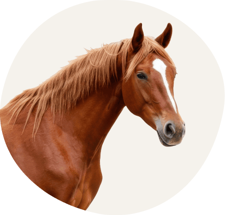 Card Paarden