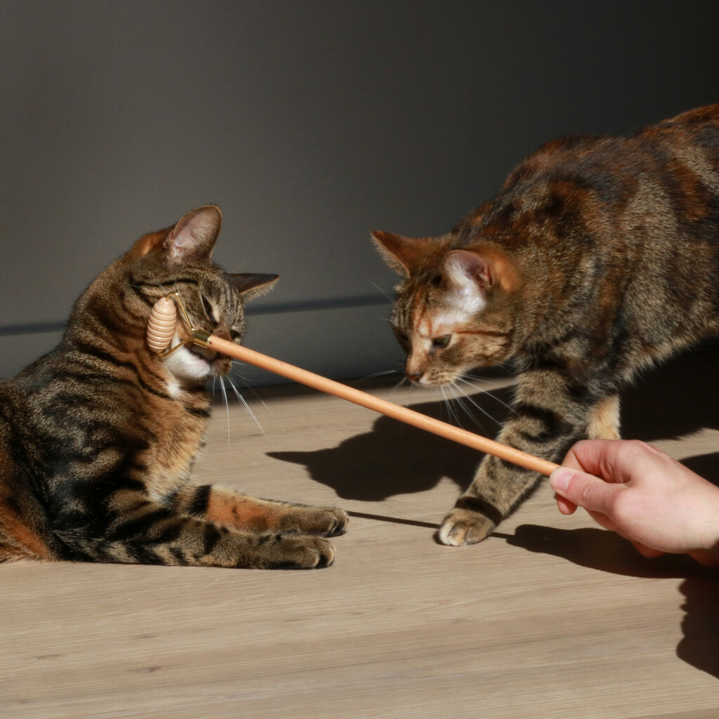 LOU Socialisatietool