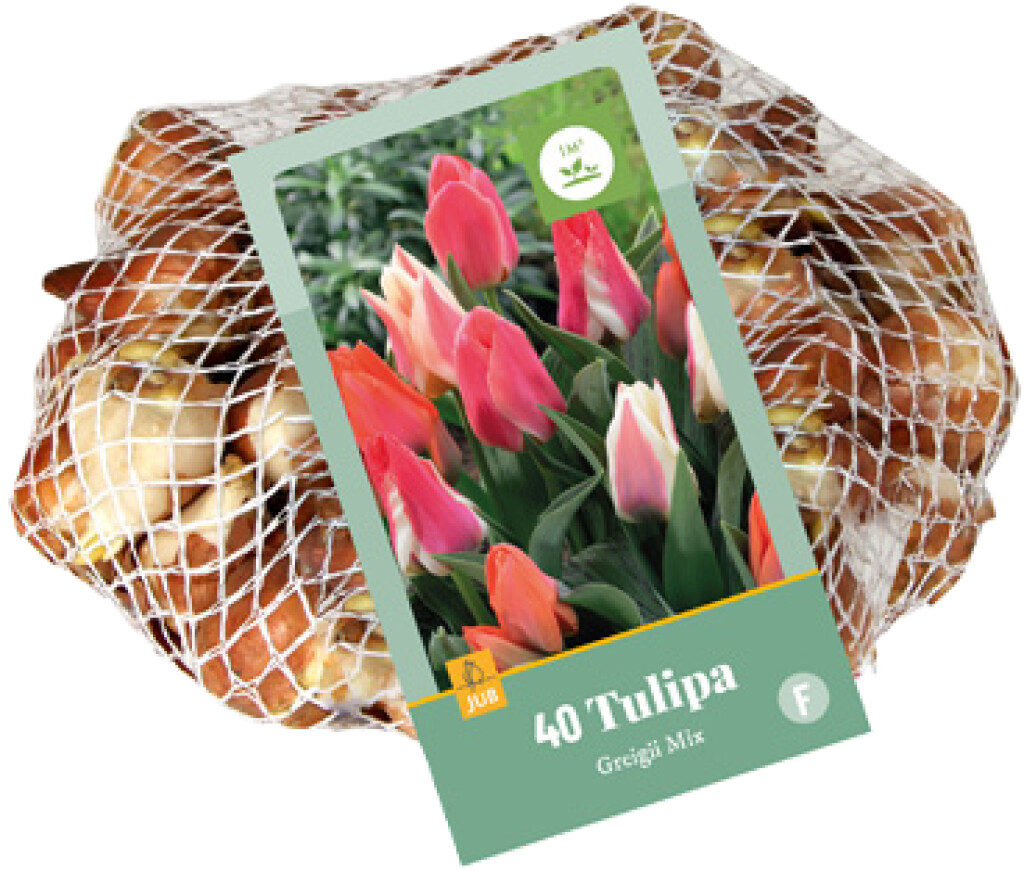 X 40 Tulipa Greigii Mix 11/12