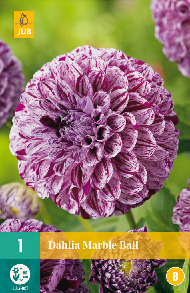 X1 Dahlia Marble Ball