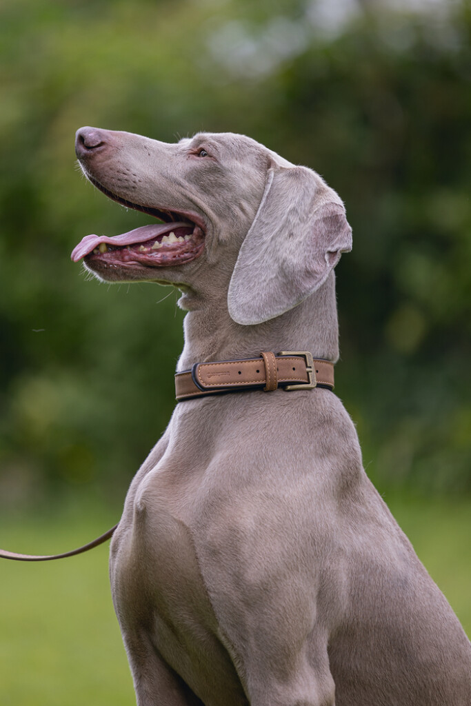 Balacron Halsband Ax Bruin 43-53x2,5cm