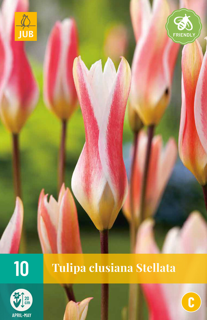 X10 Tulipa Clusiana Stellata