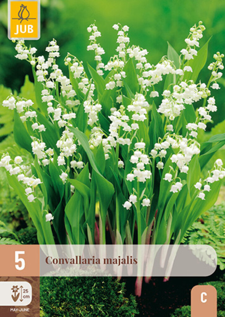 X5 Convallaria Majalis