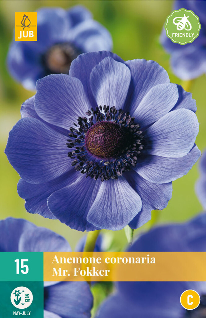 X15 Anemone Coronaria Mr. Fokker