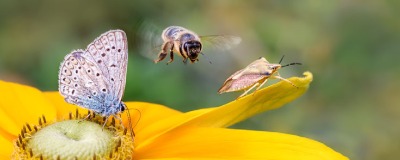 Gezocht: nuttige insecten in de tuin Gezocht: nuttige insecten in de tuin