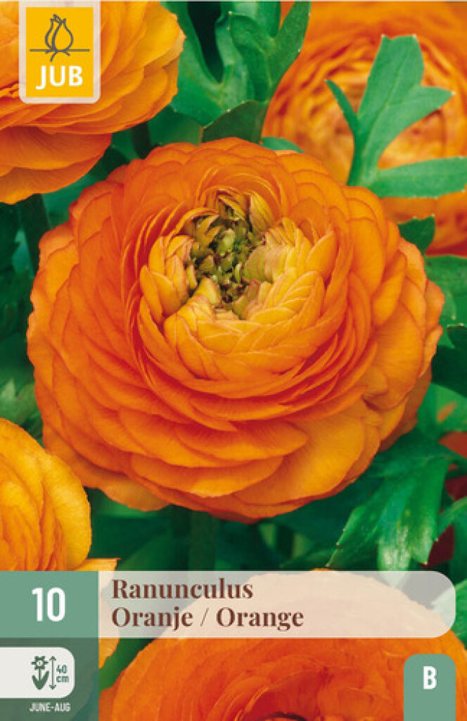 X10 Ranunculus Oranje 6/7