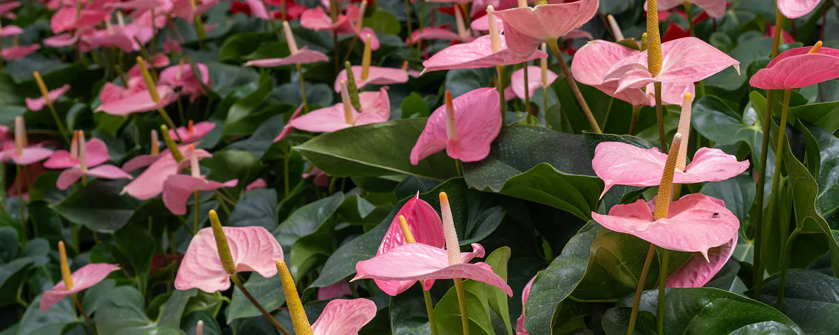 Passeport plante Anthurium