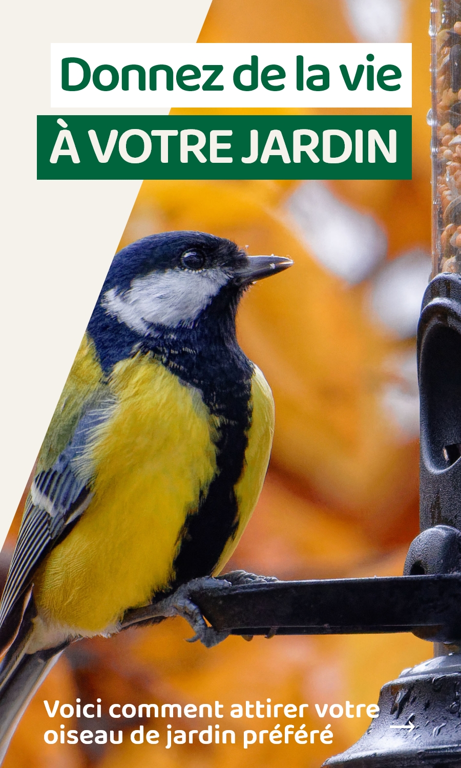 Tournesol Graine pour Oiseaux de Jardin - Nourriture Aliment Source  Protéines 