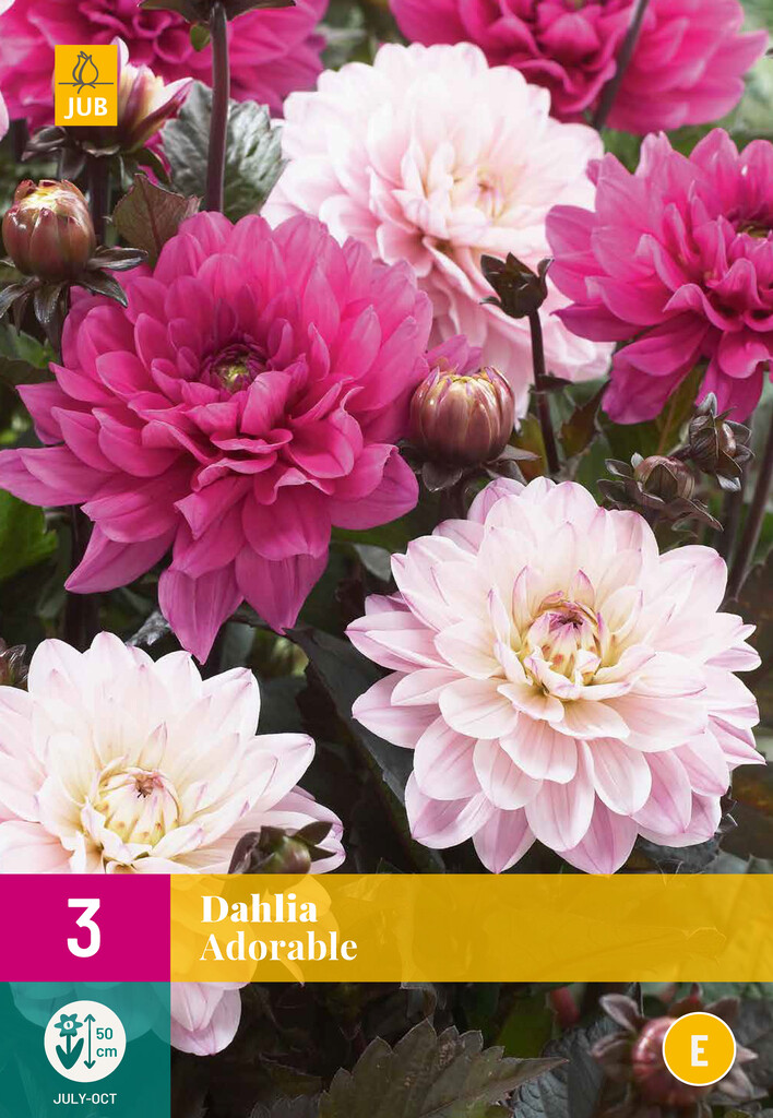 X3 Dahlia Adorable
