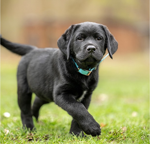 PUPPY