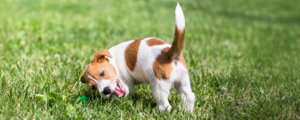 Le langage corporel de votre chien