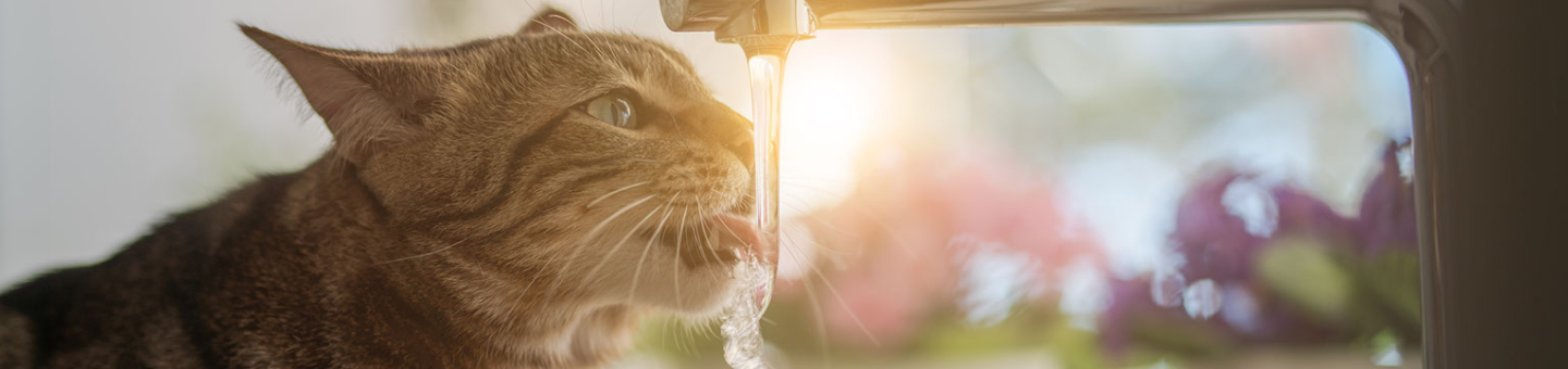 Kat meer laten drinken Kat meer laten drinken