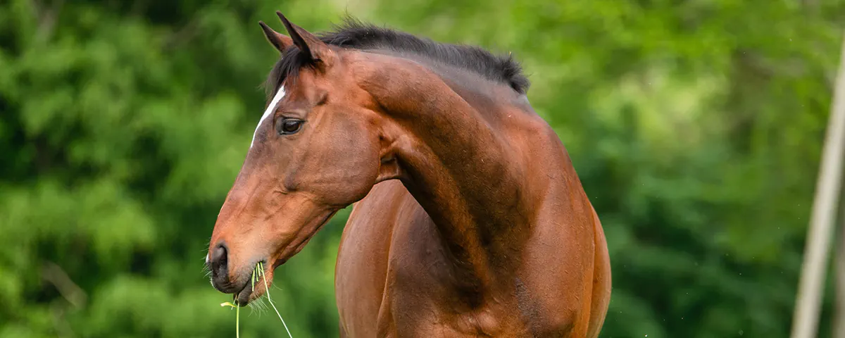 10 voedertips voor een gezond en stressvrij paard