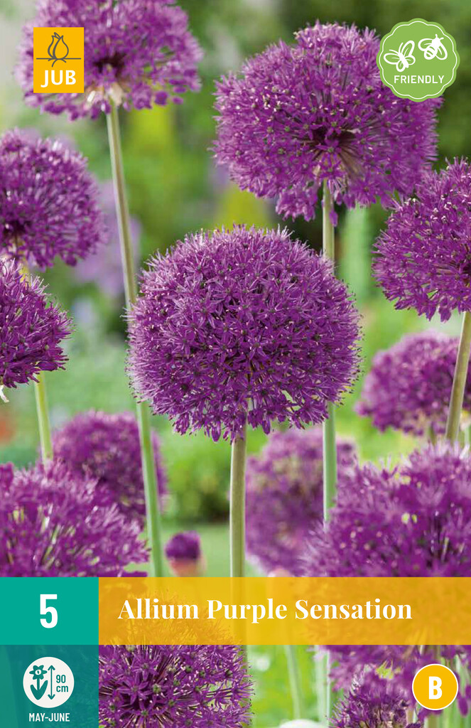 X 5 Allium Purple Sensation