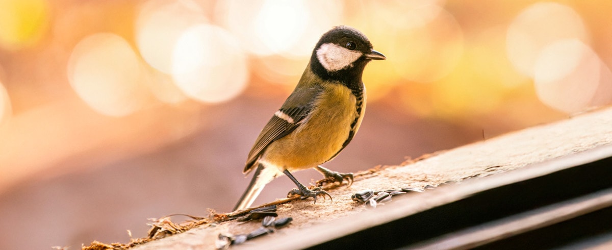 Journées HORTA des oiseaux du jardin 2025