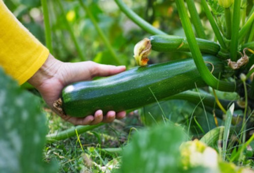 Moestuin in 7 stappen Moestuin in 7 stappen