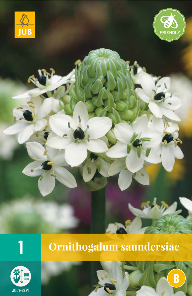 X1 Ornithogalum Saundersiae