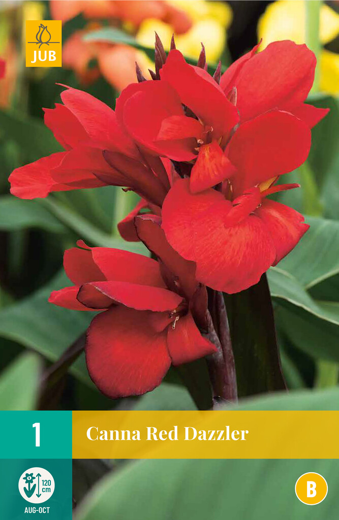 X1 Canna Red Dazzler