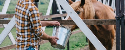 Alimentation pour chevaux