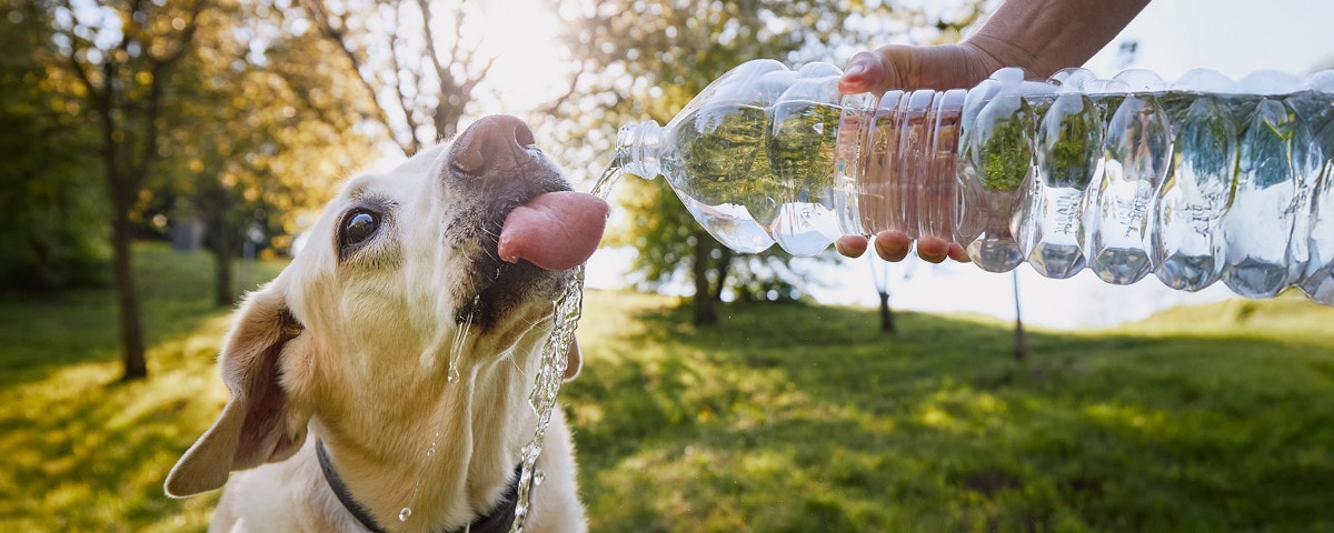 Heet! Bescherm je hond tegen uitdroging