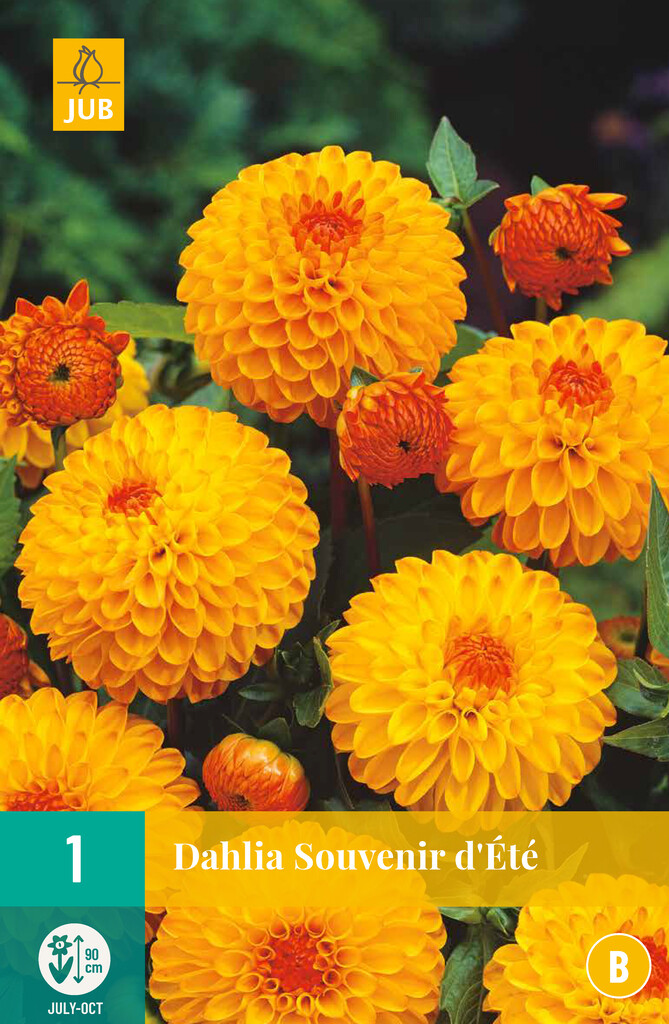 X1 Dahlia Souvenir d'été